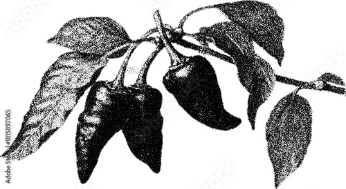 Vintage illustration of a pepper plant with leaves. Detailed black line drawing in a decorative style. Simple vector art reflecting botanical elements.