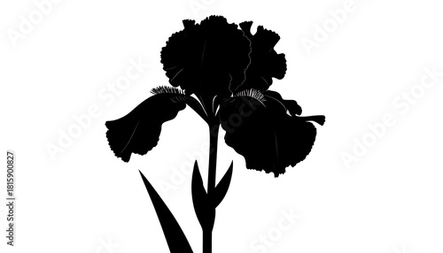 Elegant Iris Silhouette - A Striking Black and White Floral Design.