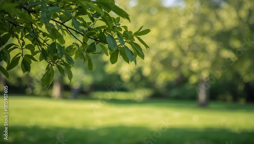 Lush Green Grass Under Soft Sunlight in a Tranquil Park Setting During Late A...