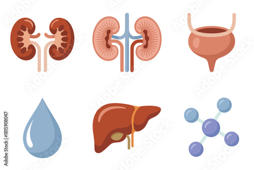Respiration process icons, lung anatomy, oxygen carbon dioxide exchange, airflow direction arrows, biological gas transfer concept, vector.
