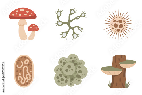 Simplified mushroom fungi icons, toadstool, spores, root system, biology education, natural environment flat vector illustration set.