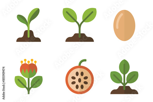 Botany icons, seed germination, sprout, flowering plant, fruit, root system, life cycle, natural development vector.