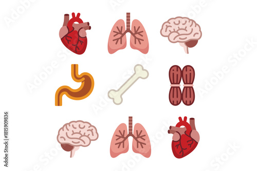 Human organ set, detailed heart, brain, stomach, bones, lungs, muscle, biological education flat vector illustration symbols.