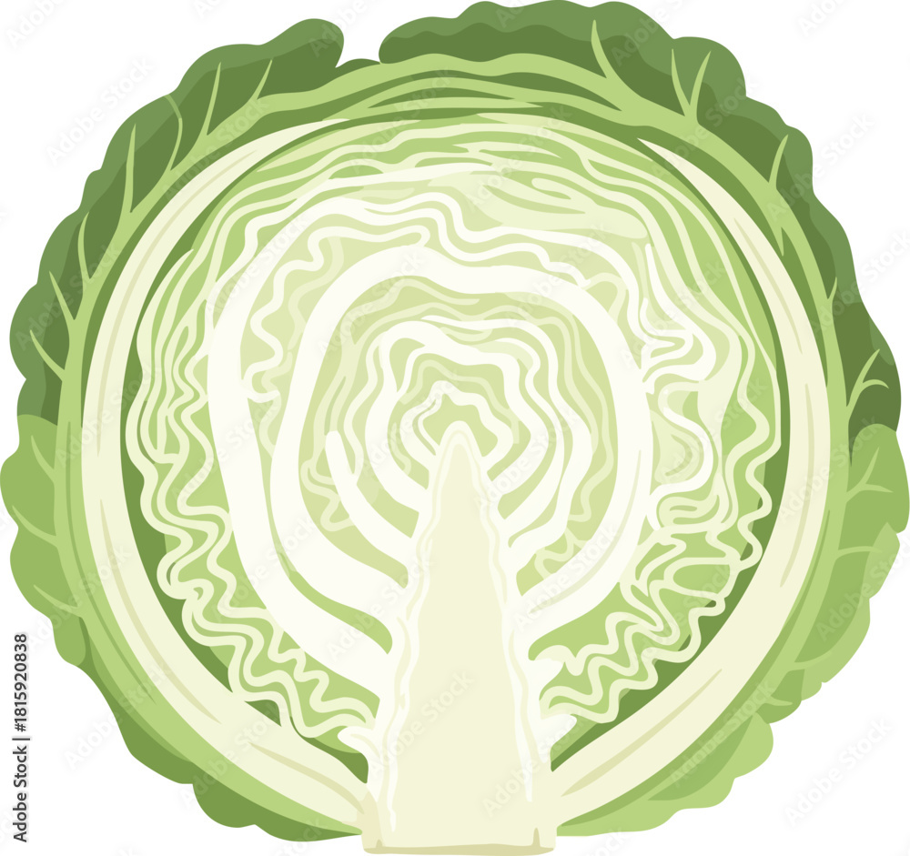 Obraz premium Detailed illustration of a cut head of cabbage with green leaves and white inner layers on a plain white background.