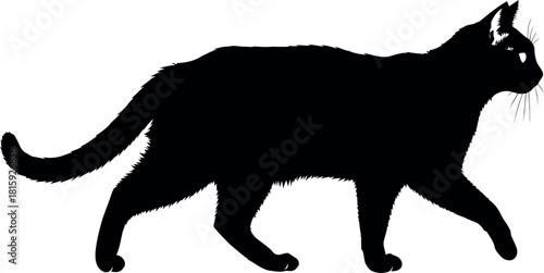 Graceful black cat silhouette walking, a classic feline figure isolated on for design projects