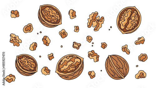 Delicious Walnut Varieties A Vector Illustration of Fresh, Crushed and Whole Nuts