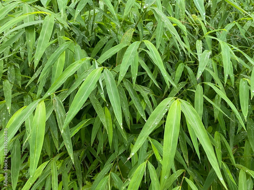 Obraz premium Fresh macro texture of organic green grass leaves in a spring garden field meadow creates a lush natural lawn background showcasing vibrant flora and summer freshness