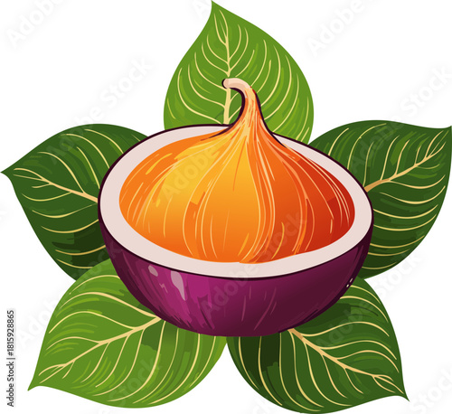 vector illustration of an orange fruit