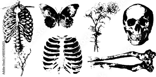 Illustration set featuring skeleton, butterfly, and skull. Black and white vector art with anatomical elements and floral designs in a vintage style.