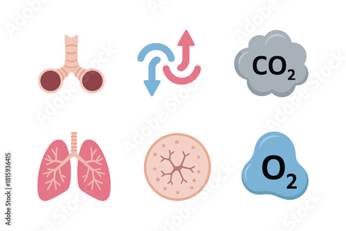 Pulmonary system visuals, lung alveoli diagram, CO2 O2 gas transfer, trachea airway branch, breathing physiology infographic, vector.