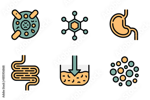 Digestive system anatomy, stomach intestines diagram, nutrient absorption, beneficial bacteria, gut microbiome medical vector set.