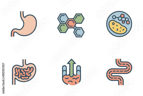 Simplified digestion icons, stomach intestine, bacteria cluster, healthy gut flora, absorption diagram, anatomy study vector.