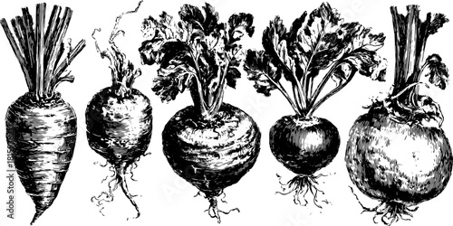 Root vegetables including carrot, beet, turnip, and celery in vintage engraving style. Set of vector illustrations, black outline drawing.