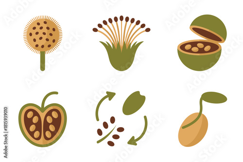 Plant life cycle set, flower, seed pod, bean seed, sprout, growth stages, agriculture flat illustration vector.