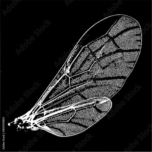 Detailed insect wing anatomy vector illustration for biology and science education use