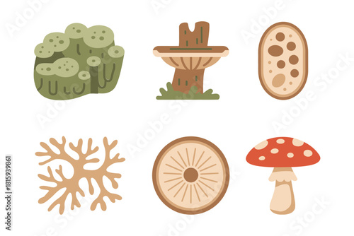 Mycology and fungi icons, detailed mushrooms, toadstools, spores, mycelium, plant root system, natural science vector set.