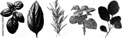 Botanical leaves in vintage engraving style. Detailed hand-drawn vector illustration set showcasing various plant outlines.