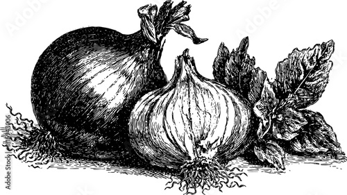 Onion vegetable hand-drawn engraving illustration. Vintage black outline drawing with roots and foliage detail, part of a set in vector format.