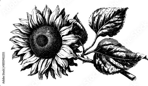 Sunflower botanical outline illustration in black and white. Vintage engraving style with detailed petals and leaves, perfect for a vector illustration set.