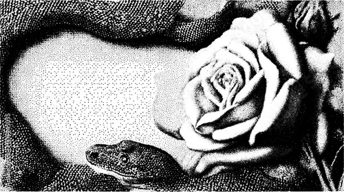 Snake and rose in an antique style vector illustration. Detailed black and white line drawing with vintage elements.