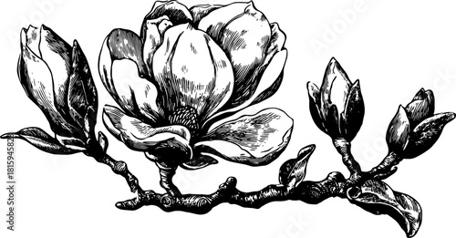 Magnolia flower and buds on a branch in black and white botanical vector illustration. Vintage sketch style floral set.