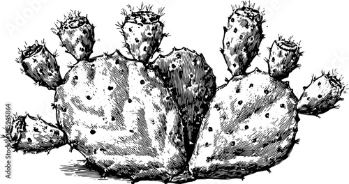 Cactus with spines and fruit in black and white line drawing. Detailed botanical vector illustration with texture and shading.
