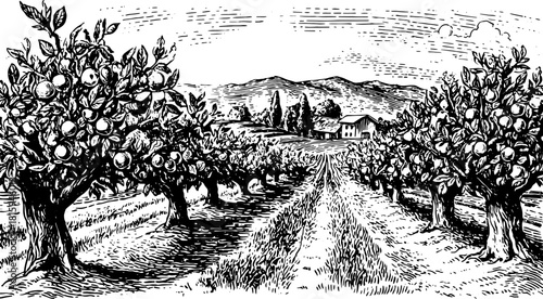 Orchard with apple trees in black and white vintage style. A detailed vector illustration showcasing rural scenery and nature.