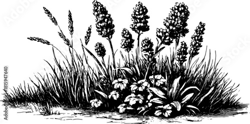 Botanical illustration of plants, including grass, wildflowers, and wheat. Detailed vector drawing highlighting nature in a visually striking set.
