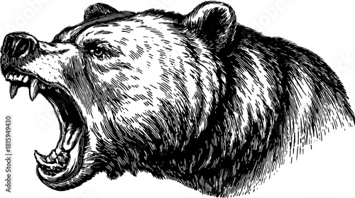 Roaring bear head in detailed vector illustration. Fierce wildlife expression captures strength and intensity with realistic texture.
