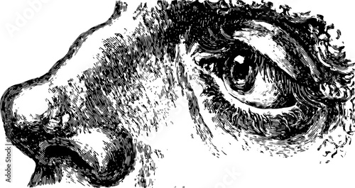 Engraving print showcasing vintage and antique-style outline drawing. This detailed black illustration reflects traditional craftsmanship in a fine art vector representation.