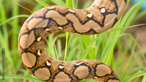 Intricate patterned snake curled amongst green grass