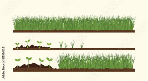 An illustration showing the stages of grass growth from small sprouts in soil to a full lush green lawn against a light background.