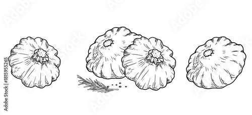 Pattison and a sprig of rosemary, sketch. Vector illustration. Farm vegetables and spices, a set of silhouettes isolated on a white background. For recipes, menus, village fairs, and textiles.