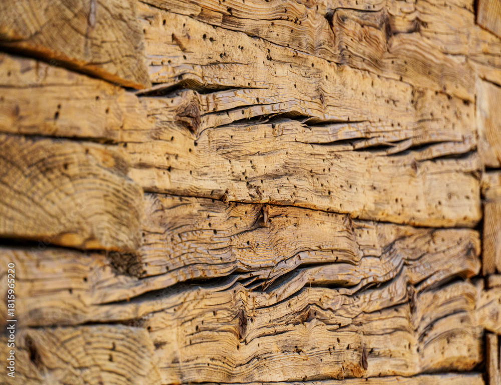 Naklejka premium Old weathered wood texture with wormholes – rustic timber background