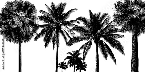 Black palm tree vector illustration showcasing detailed foliage in a stylized silhouette design. Simple yet effective visuals for a nature-themed set.