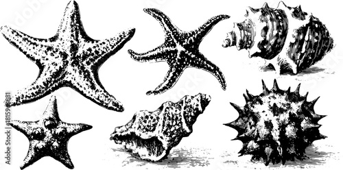 Illustration set of starfish and shells in a vintage engraving style. Detailed black outline features marine life elements in vector format.