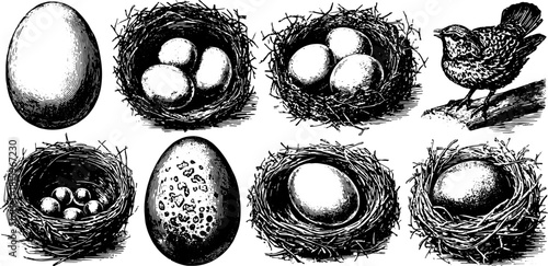 Egg in a nest with a bird engraving. Vintage vector illustration showcasing nature and wildlife in detailed outlines as a set.