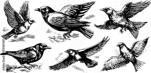 Bird engravings in vintage style. Detailed hand-drawn prints showcasing various species in black outline vector illustration.