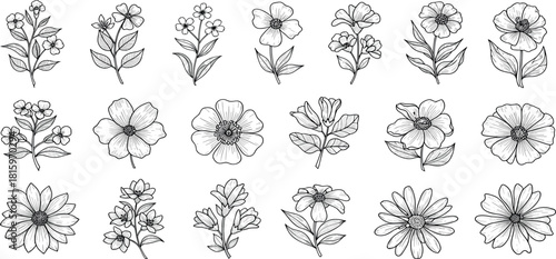 Elegant Floral Line Art Collection Diverse Botanical Illustrations for Design Projects