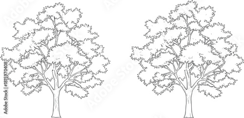 Two intricately detailed black and white line art illustrations of deciduous trees, showcasing lush foliage and sturdy branches, perfect for naturalistic designs