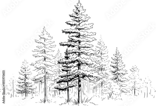 A detailed black and white hand-drawn illustration of a serene pine forest, featuring a prominent evergreen tree in the center