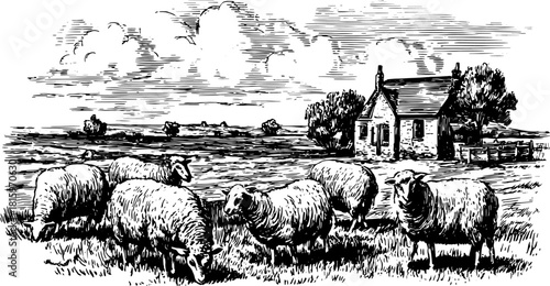 Sheep grazing in a rural landscape with a farmhouse. Black and white outline vintage vector illustration featuring a classic pastoral scene.
