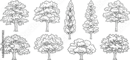 Stylized collection of diverse hand-drawn trees, presented as detailed black and white line art illustrations, suitable for various design projects requiring natural elements