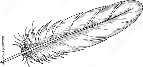 Graceful Feather Detailed Illustration of a Single Quill with Delicate Texture