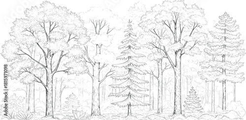 A detailed pencil sketch depicts a dense forest with a variety of trees, including deciduous and coniferous species, undergrowth, and dappled light