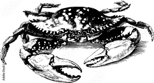 Vintage crab illustration in black and white. Detailed hand-drawn vector engraving set with stipple and outline effects.