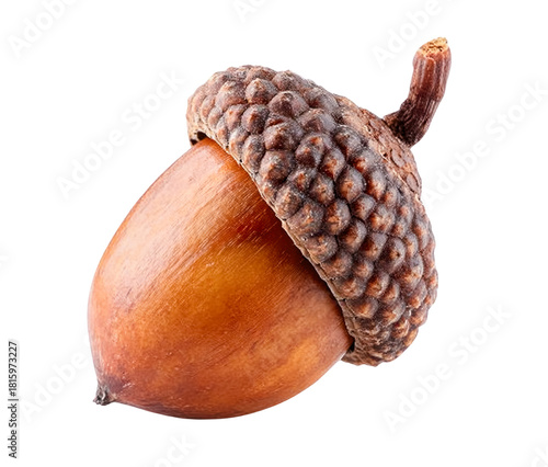 Photography acorn isolated on transparent background