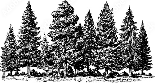 Forest set with pine and fir trees, ink drawing in black and white. Detailed woodland landscape vector illustration.