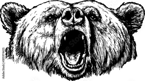 Roaring bear vector illustration. Detailed animal head in black and white showcasing strength and power in this artwork.