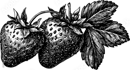Black and white outline drawing of strawberries with detailed leaves. Vintage vector illustration showcasing the unique structure of the fruit.